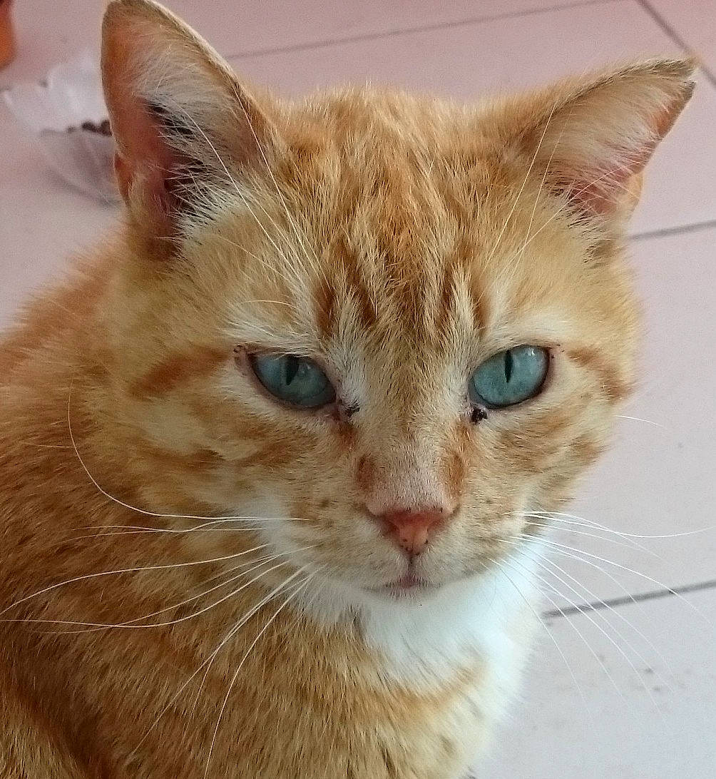 Caramel