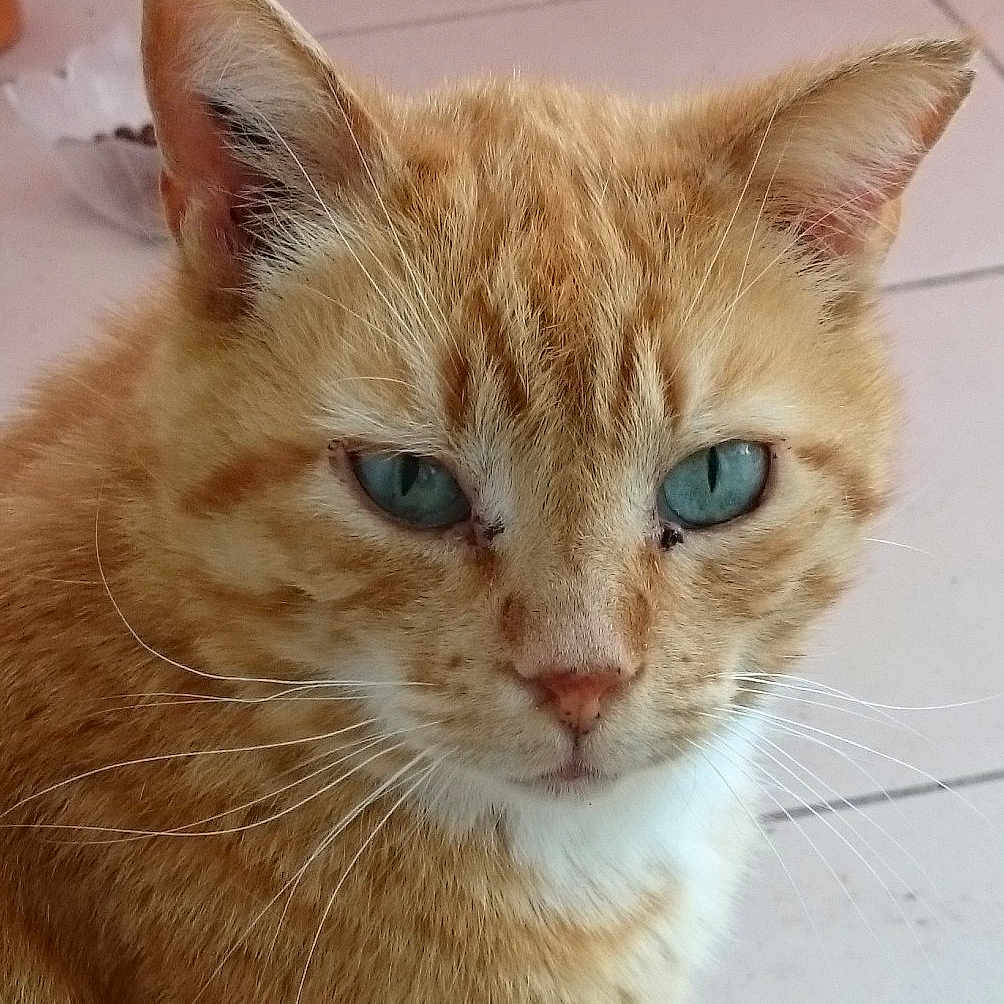 Caramel
