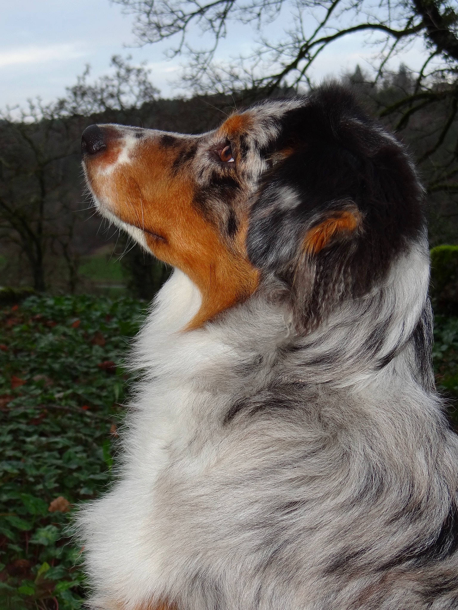 Atlas participe au concours pour gagner de l'argent avec cette photo : australian_shepherd, canidae, carnivore, collie, companion_dog, dog, dog_breed, english_shepherd, mammal, miniature_australian_shepherd, scotch_collie, shetland_sheepdog