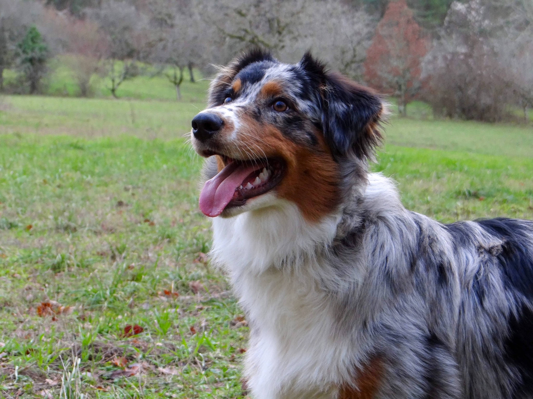 Atlas a rejoint le concours — aidez-le/la à gagner de superbes lots ! australian_collie, australian_shepherd, canidae, carnivore, companion_dog, dog, dog_breed, english_shepherd, herding_dog, mammal, miniature_australian_shepherd, rare_breed_dog, sporting_group, vertebrate, working_dog