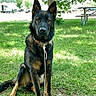 dog, german_shepherd, grass, tree, outdoor, pet, canine, park, leaves, shade, collar, sitting, nature, sunlight, picnic_table, vehicle, fence, rope, animal, daytime