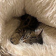 Clio is registered to the contest to win money with this photo: cat, tabby_cat, sleeping, cozy, blanket, fur, pet, animal, indoor, resting, cute, snug, warm, fluffy, paw, whiskers, relaxing, soft, nest, comfort