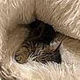 cat, tabby_cat, sleeping, cozy, blanket, fur, pet, animal, indoor, resting, cute, snug, warm, fluffy, paw, whiskers, relaxing, soft, nest, comfort