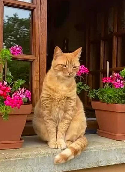 Pilou a rejoint le concours — aidez-le/la à gagner de superbes lots ! carnivore, cat, domestic_short_haired_cat, fawn, felidae, flower, flowerpot, fur, grass, hardwood, houseplant, plant, road_surface, shrub, small_to_medium_sized_cats, snout, tail, whiskers, window, wood