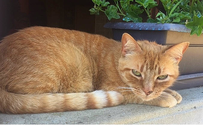 Pilou participe au concours pour gagner de l'argent avec cette photo : carnivore, cat, cat_supply, comfort, domestic_short_haired_cat, fawn, felidae, flowerpot, fur, herb, houseplant, pet_supply, plant, sitting, small_to_medium_sized_cats, snout, tail, terrestrial_animal, whiskers, window