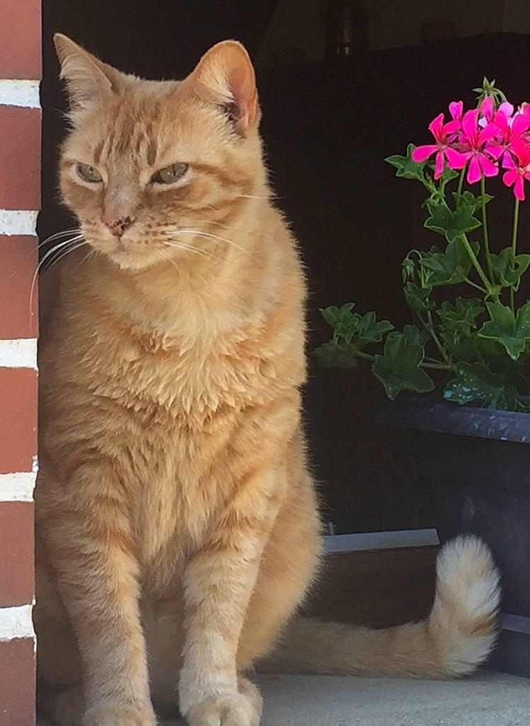 Pilou a rejoint le concours — aidez-le/la à gagner de superbes lots ! annual_plant, carnivore, cat, domestic_short_haired_cat, eye, fawn, felidae, flower, flowerpot, fur, houseplant, petal, plant, small_to_medium_sized_cats, snout, tail, terrestrial_animal, whiskers, window, wood