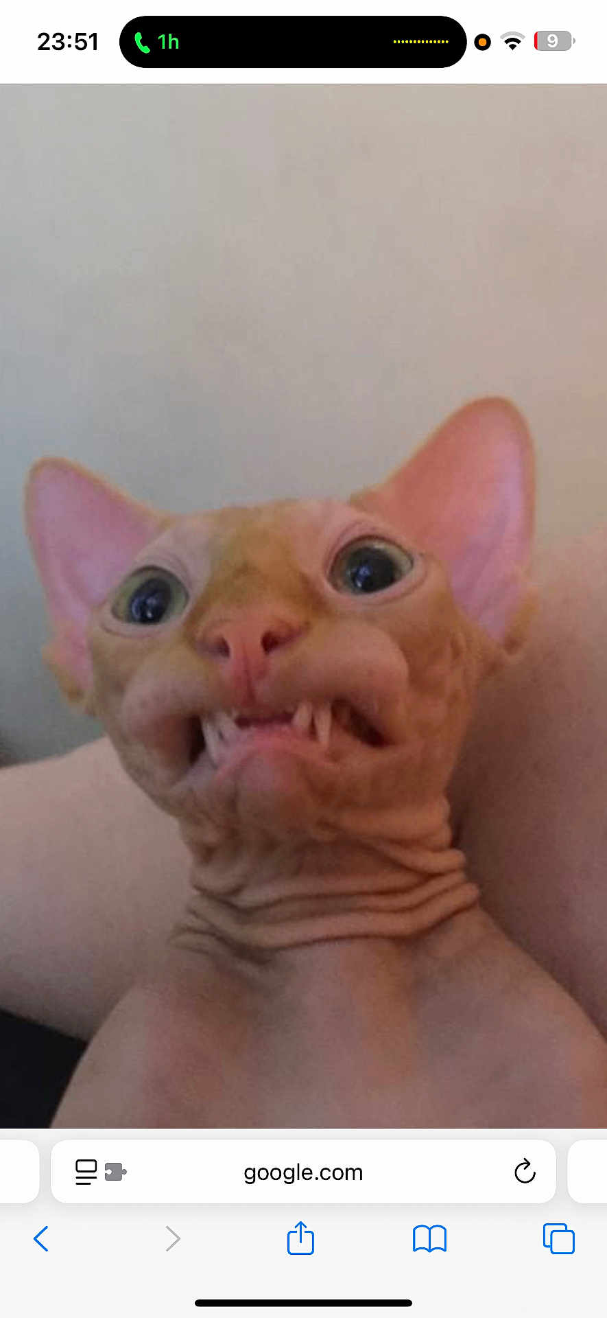 Larziz participe au concours pour gagner de l'argent avec cette photo : cat, hairless_cat, sphynx, close_up, funny_face, wide_eyes, wrinkled_skin, ears, pet, animal, indoor, portrait, cute, expression, pink_nose, teeth, head, face, mischievous, unique
