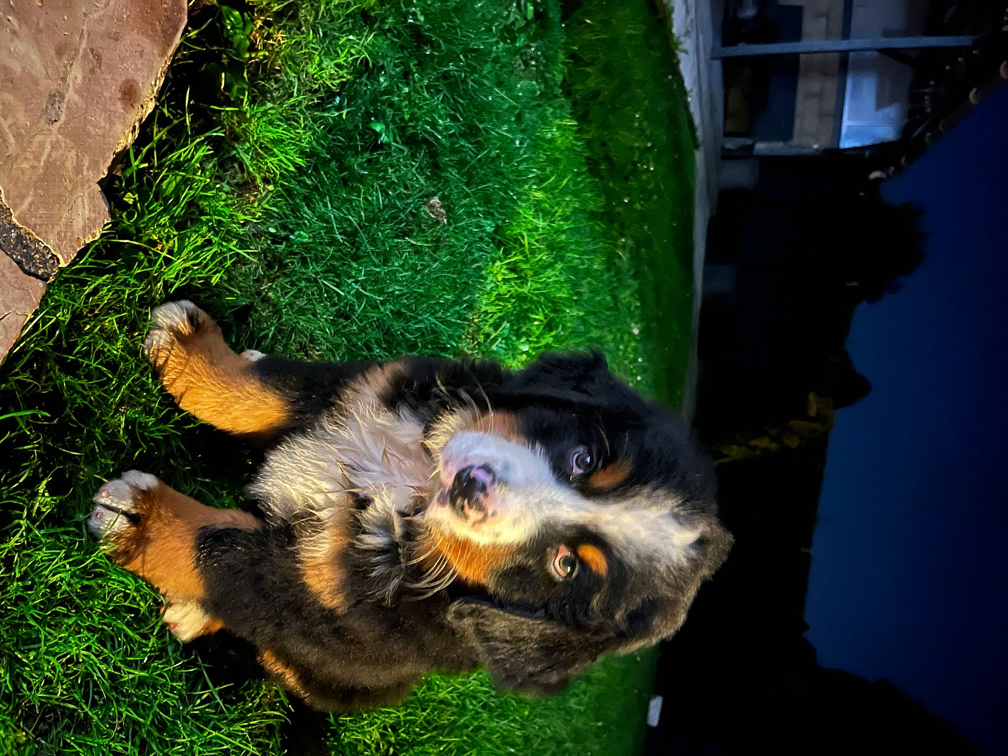 Utha participe au concours pour gagner de l'argent avec cette photo : botany, canidae, carnivore, companion_dog, dog, dog_breed, fur, grass, plant, snout, soil, sporting_group, terrestrial_animal, working_animal, working_dog