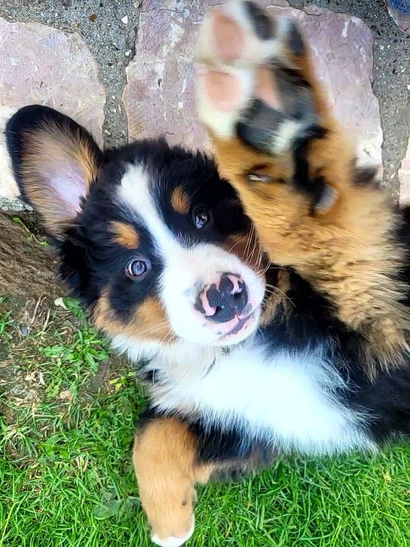 Utha participe au concours pour gagner de l'argent avec cette photo : bernese_mountain_dog, canidae, carnivore, companion_dog, dog, dog_breed, fur, grass, herding_dog, paw, plant, snout, sporting_group, tail, terrestrial_animal, whiskers, working_dog