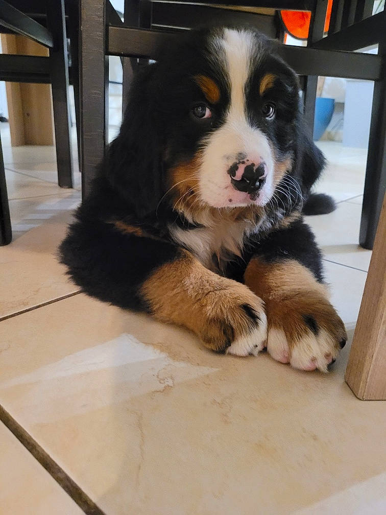 Utha participe au concours pour gagner de l'argent avec cette photo : ball, beaglier, bernese_mountain_dog, bored, canidae, carnivore, chair, companion_dog, dog, dog_breed, door, flooring, fur, hardwood, snout, sporting_group, terrestrial_animal, working_animal, working_dog