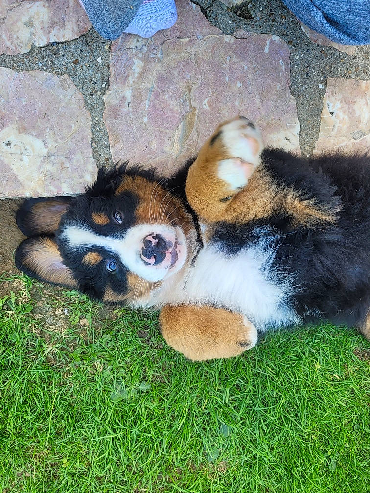 Utha a rejoint le concours — aidez-le/la à gagner de superbes lots ! art, canidae, cardigan_welsh_corgi, carnivore, companion_dog, dog, dog_breed, fawn, fur, grass, herding_dog, paw, puppy, puppy_love, snout, sporting_group, terrestrial_animal, whiskers, working_animal, working_dog