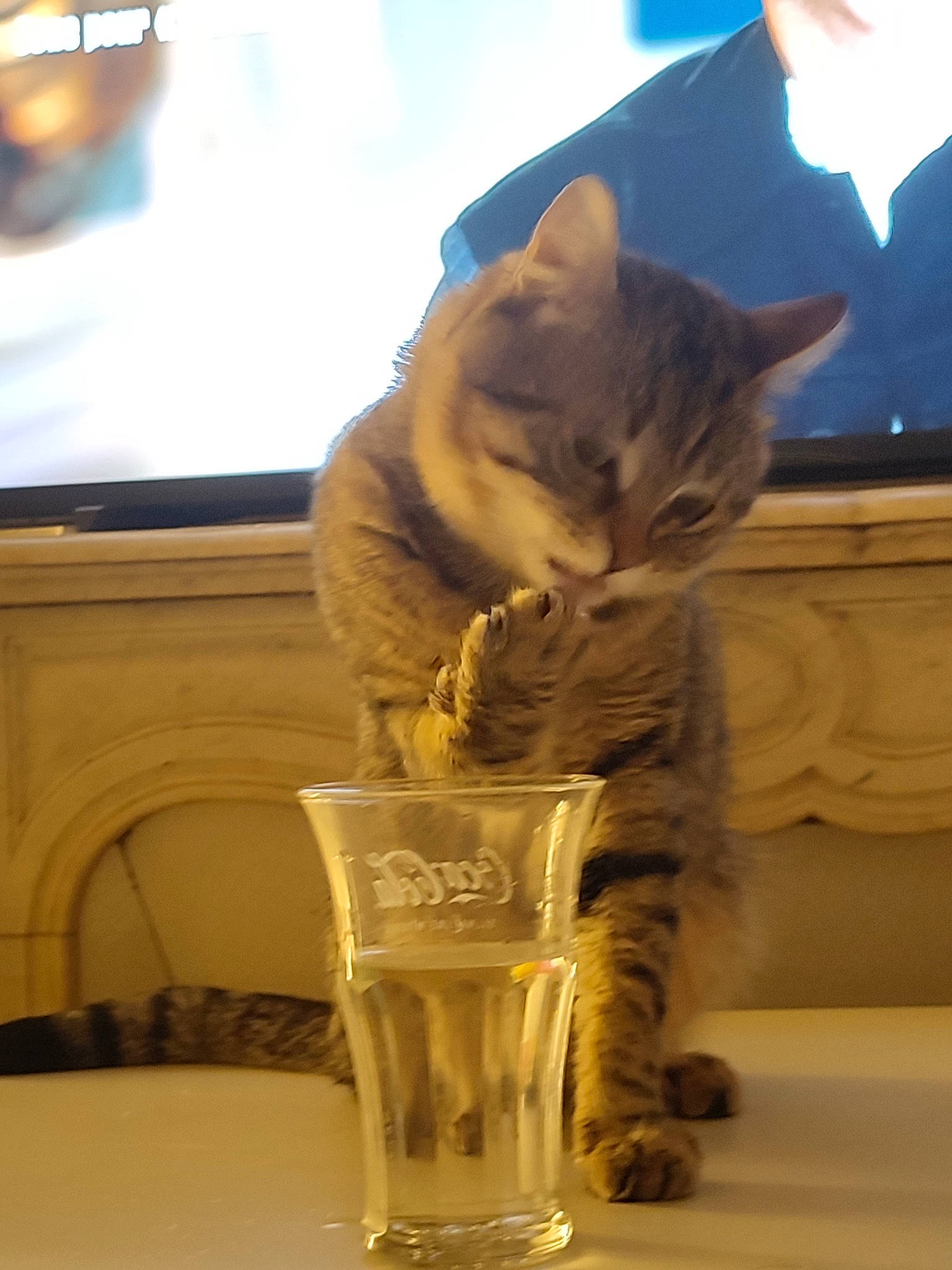 Symba a rejoint le concours — aidez-le/la à gagner de superbes lots ! barware, carnivore, cat, domestic_short_haired_cat, drink, drinking, drinkware, fawn, felidae, fur, glass, paw, serveware, sitting, small_to_medium_sized_cats, table, tail, television, whiskers, wood