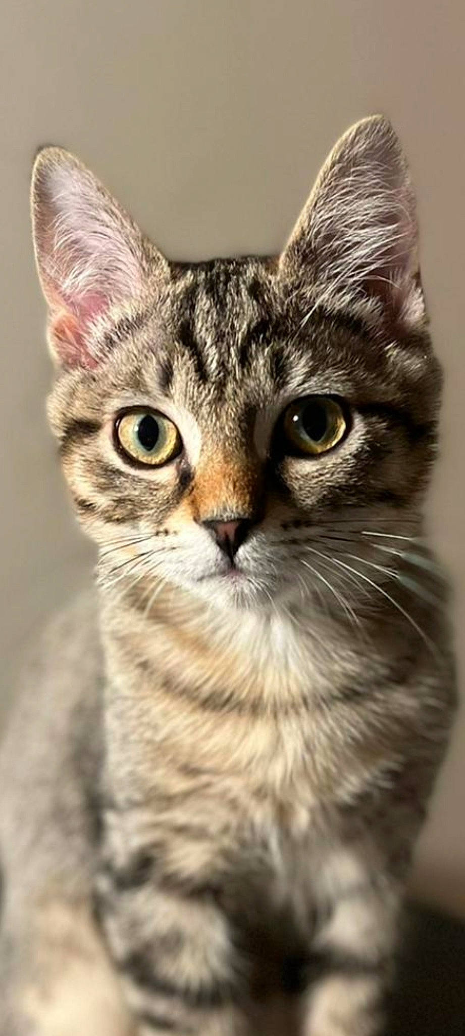 Symba participe au concours pour gagner de l'argent avec cette photo : carnivore, cat, close_up, domestic_short_haired_cat, felidae, fur, small_to_medium_sized_cats, snout, terrestrial_animal, whiskers, wildlife, window