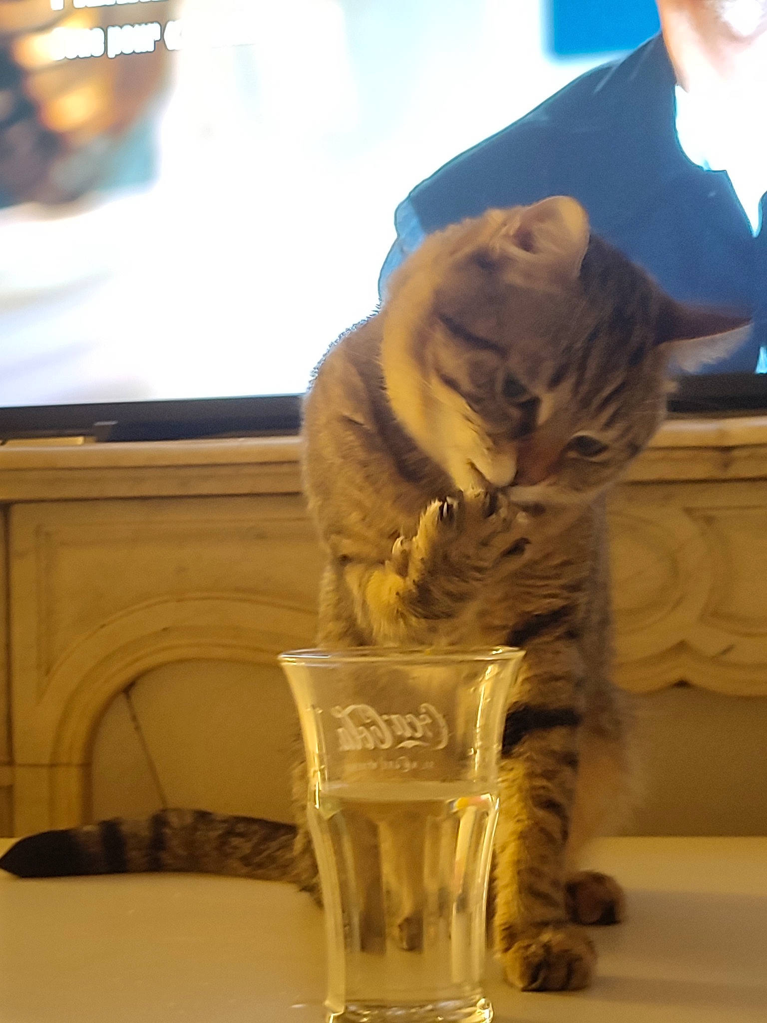 Symba participe au concours pour gagner de l'argent avec cette photo : artifact, big_cats, canidae, carnivore, cat, comfort, companion_dog, drinkware, fawn, felidae, fur, glass, lighting, small_to_medium_sized_cats, snout, sporting_group, terrestrial_animal, tiger, whiskers, wood