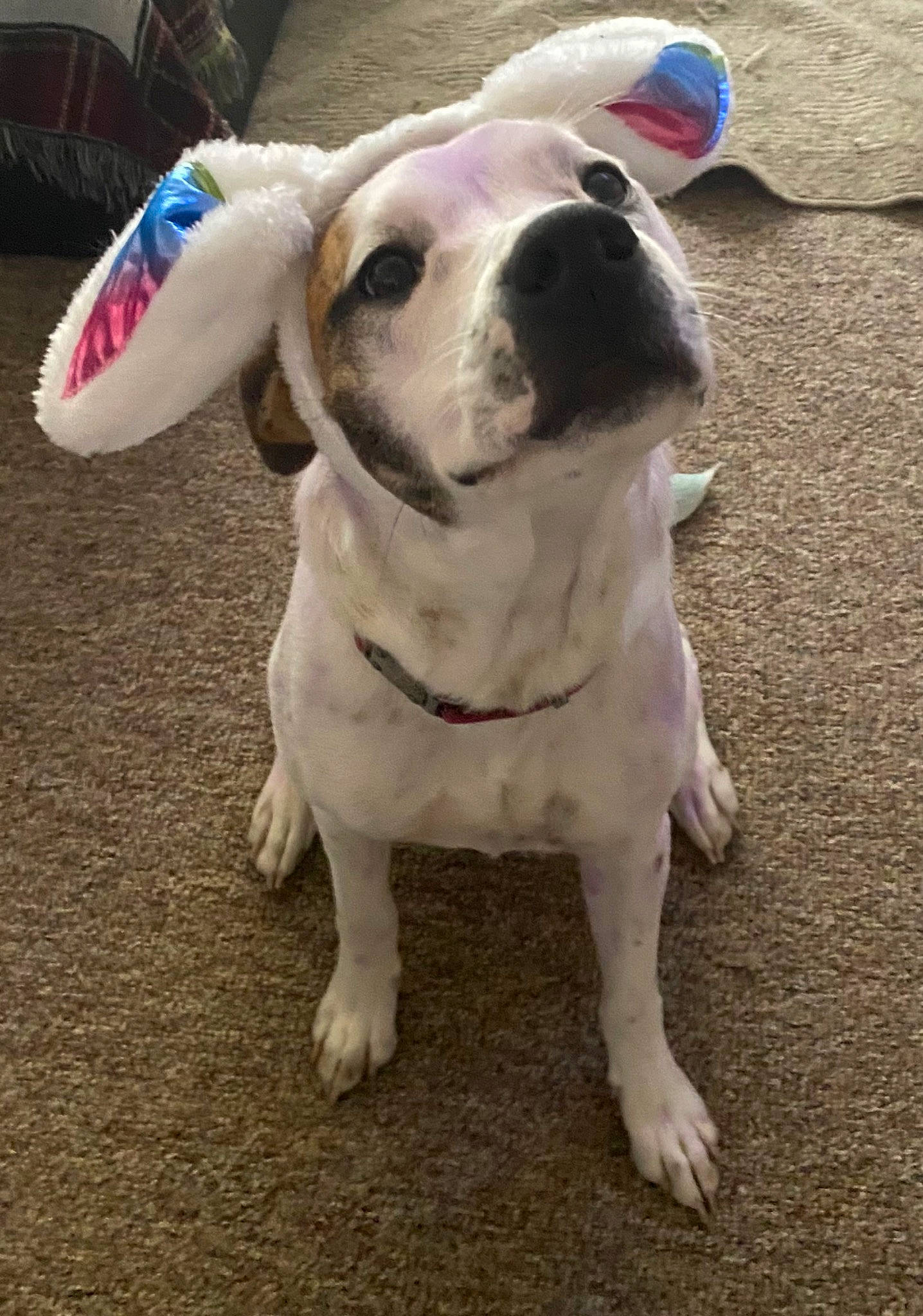 Ivy Rose is registered to the contest to win money with this photo: carnivore, collar, companion_dog, dog, dog_breed, dog_clothes, dog_collar, dog_supply, fawn, flooring, guard_dog, non_sporting_group, pet_supply, road_surface, sporting_group, tail, whiskers, working_animal