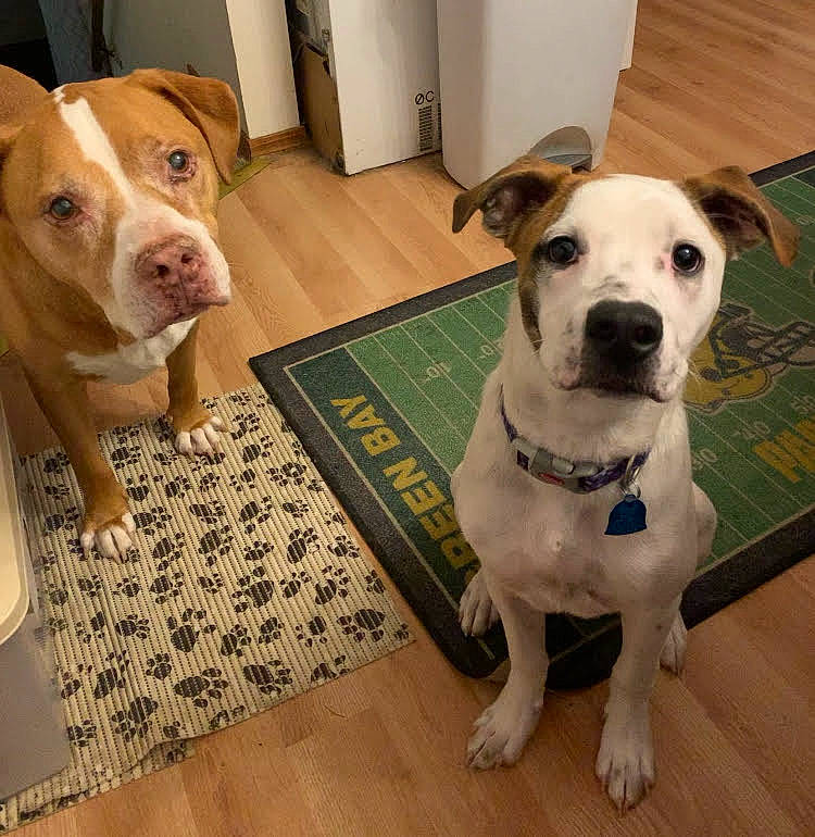 Ivy Rose joined the competition — help win amazing prizes! canidae, carnivore, collar, companion_dog, dog, dog_breed, dog_collar, dog_supply, door_mat, fawn, floor, flooring, hardwood, mammal, pet_supply, snout, sporting_group, vertebrate, whiskers, working_animal