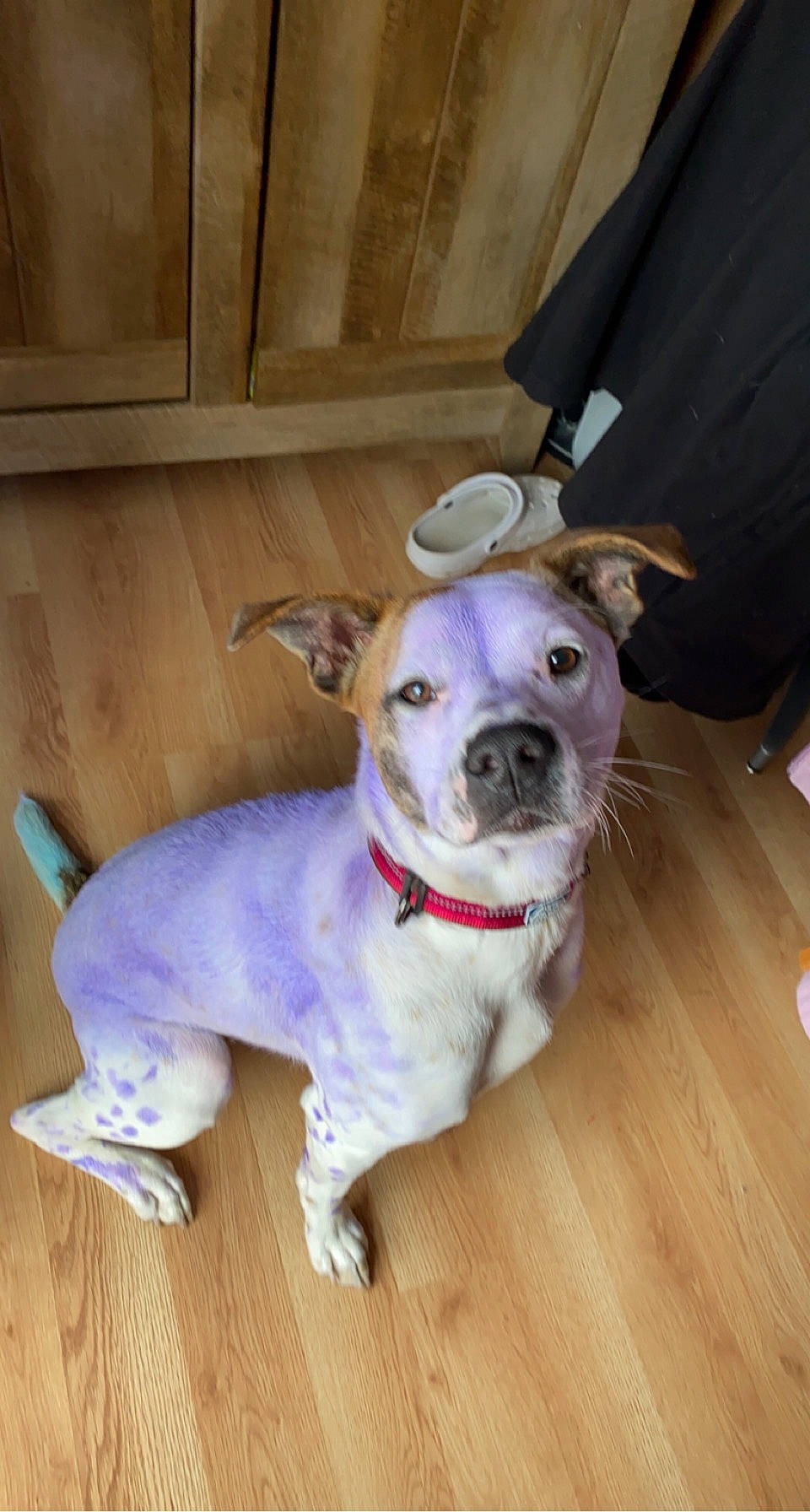 Ivy Rose joined the competition — help win amazing prizes! carnivore, collar, companion_dog, dog, dog_breed, dog_clothes, dog_collar, fashion_accessory, fawn, flooring, hardwood, leash, pet_supply, snout, terrier, whiskers, wood, wood_flooring, wood_stain, working_animal