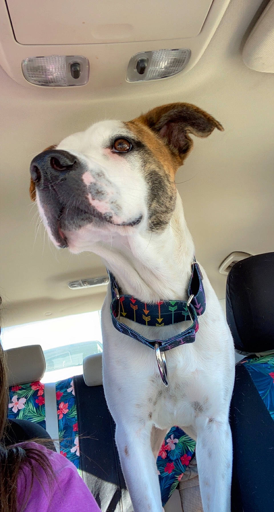 Ivy Rose is registered to the contest to win money with this photo: ancient_dog_breeds, canidae, carnivore, collar, companion_dog, dog, dog_breed, dog_collar, fawn, fur, leash, non_sporting_group, pet_supply, sporting_group, whiskers, white, working_animal, working_dog