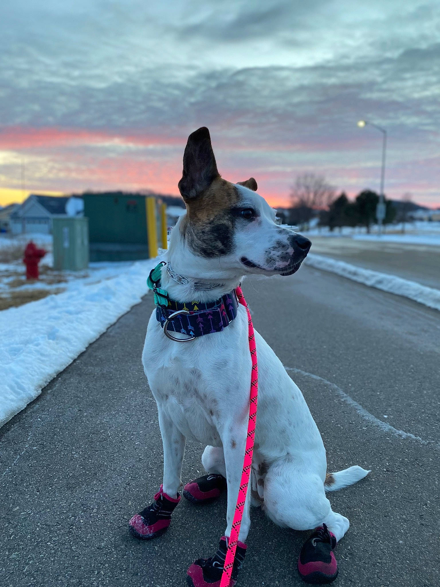 Ivy Rose joined the competition — help win amazing prizes! adventure, canidae, carnivore, cloud, collar, companion_dog, dog, dog_breed, dog_collar, dog_supply, fashion_accessory, fawn, leash, pet_supply, sky, snout, sporting_group, street_light, tail, whiskers