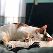 Callie joined the competition — help win amazing prizes! cat, calico, sleeping, pet, animal, fluffy, blanket, cozy, indoor, fur, whiskers, paws, relaxation, cute, closeup, resting, domestic_animal, soft, peaceful, nap
