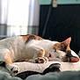 cat, calico, sleeping, pet, animal, fluffy, blanket, cozy, indoor, fur, whiskers, paws, relaxation, cute, closeup, resting, domestic_animal, soft, peaceful, nap
