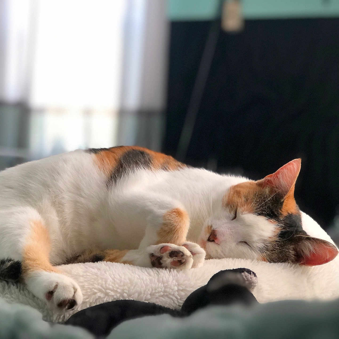Callie joined the competition — help win amazing prizes! animal, blanket, calico, cat, closeup, cozy, cute, domestic_animal, fluffy, fur, indoor, nap, paws, peaceful, pet, relaxation, resting, sleeping, soft, whiskers