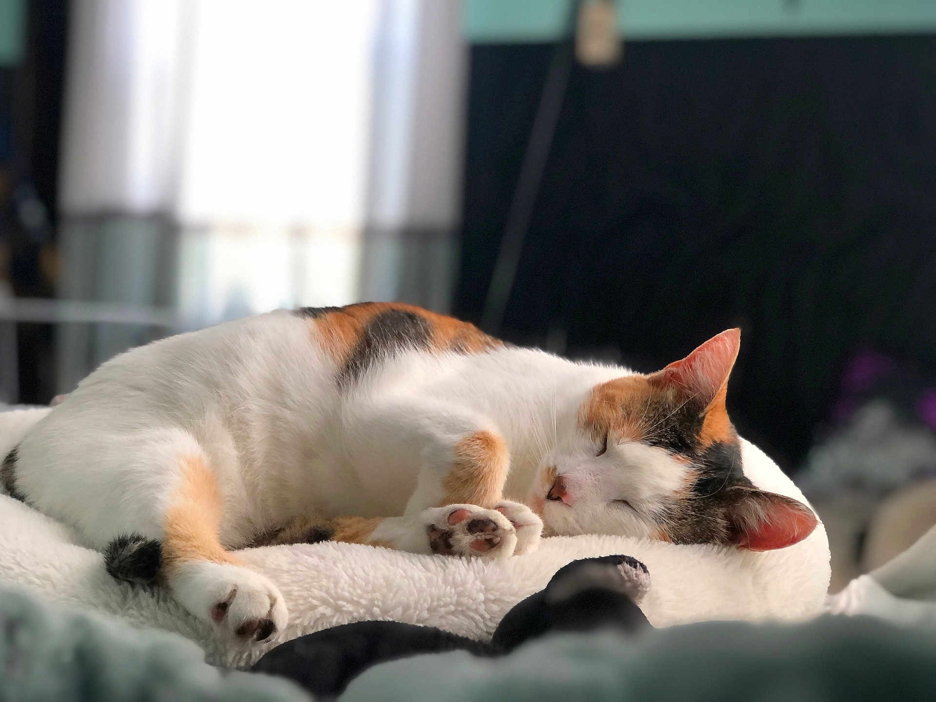 Callie