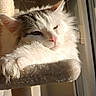 Sucre participe au concours pour gagner de l'argent avec cette photo : cat, fluffy, white_cat, gray_markings, cat_tree, sunlight, window, indoor, relaxed, pet, animal, feline, resting, cozy, paw, fur, ears, whiskers, daylight, home
