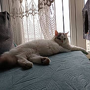 Sucre a rejoint le concours — aidez-le/la à gagner de superbes lots ! cat, fluffy, white_cat, indoor, window, curtain, lace_curtain, stretching, relaxed, pet, feline, cozy, bedspread, texture, natural_light, resting, soft, domestic_animal, fur, home