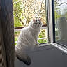 Sucre a rejoint le concours — aidez-le/la à gagner de superbes lots ! cat, fluffy, white_cat, windowsill, window, reflection, outdoor_view, trees, greenery, curious, pet, animal, domestic_cat, feline, nature, daylight, indoor, looking_outside, tail, fur