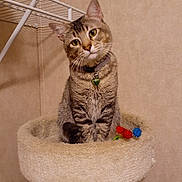 Ottis is registered to the contest to win money with this photo: cat, tabby, indoor, pet, feline, collar, green_bell, cat_bed, toys, curious, head_tilt, cozy, beige, wall, shelf, playful, animal, cute, whiskers, ears