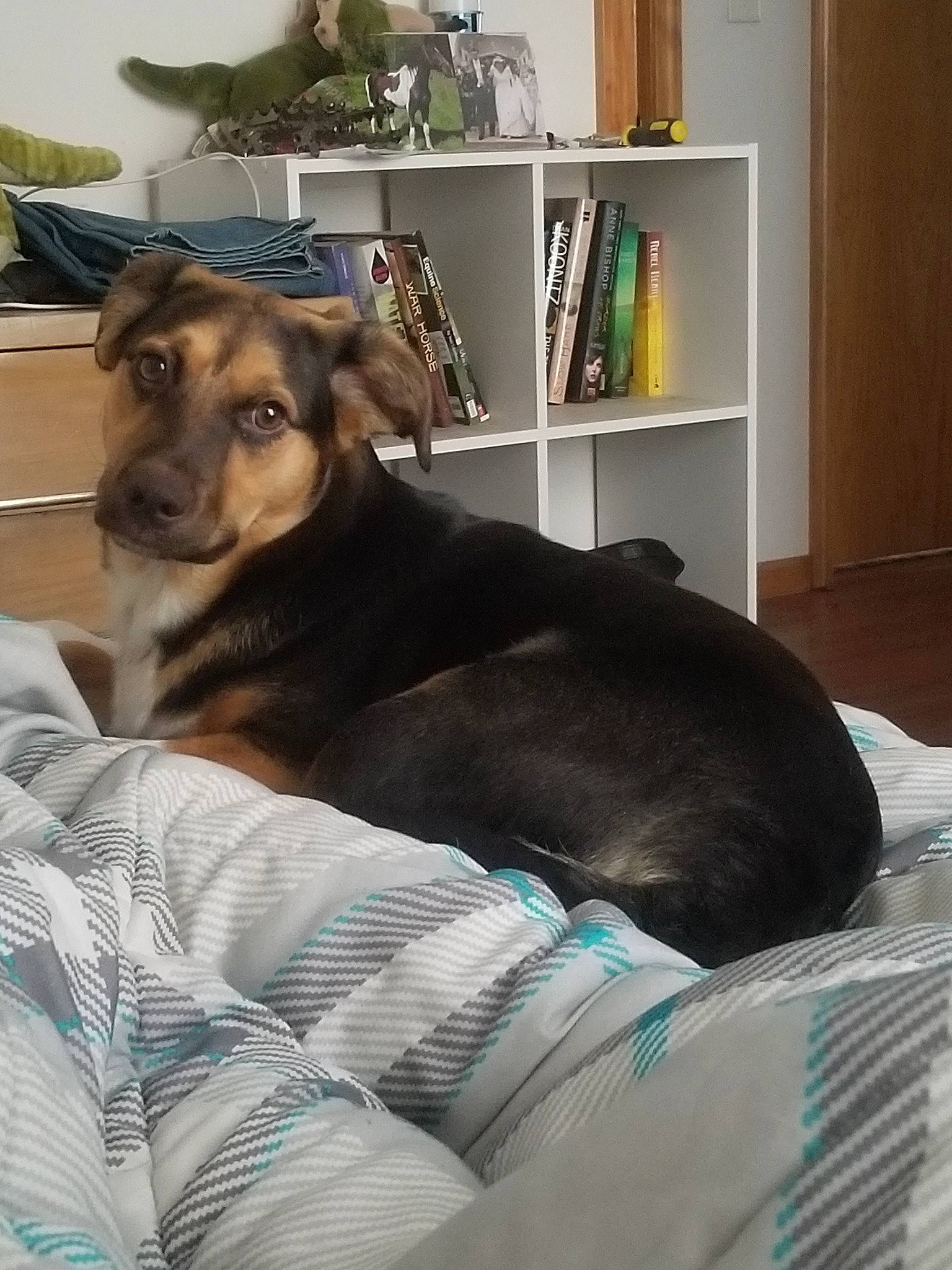 Mila Ray joined the competition — help win amazing prizes! bed, canidae, carnivore, companion_dog, dog, dog_breed, ear, fawn, furniture, german_shepherd_dog, mammal, nose, potcake_dog, puppy, snout, sporting_group, vertebrate, working_dog