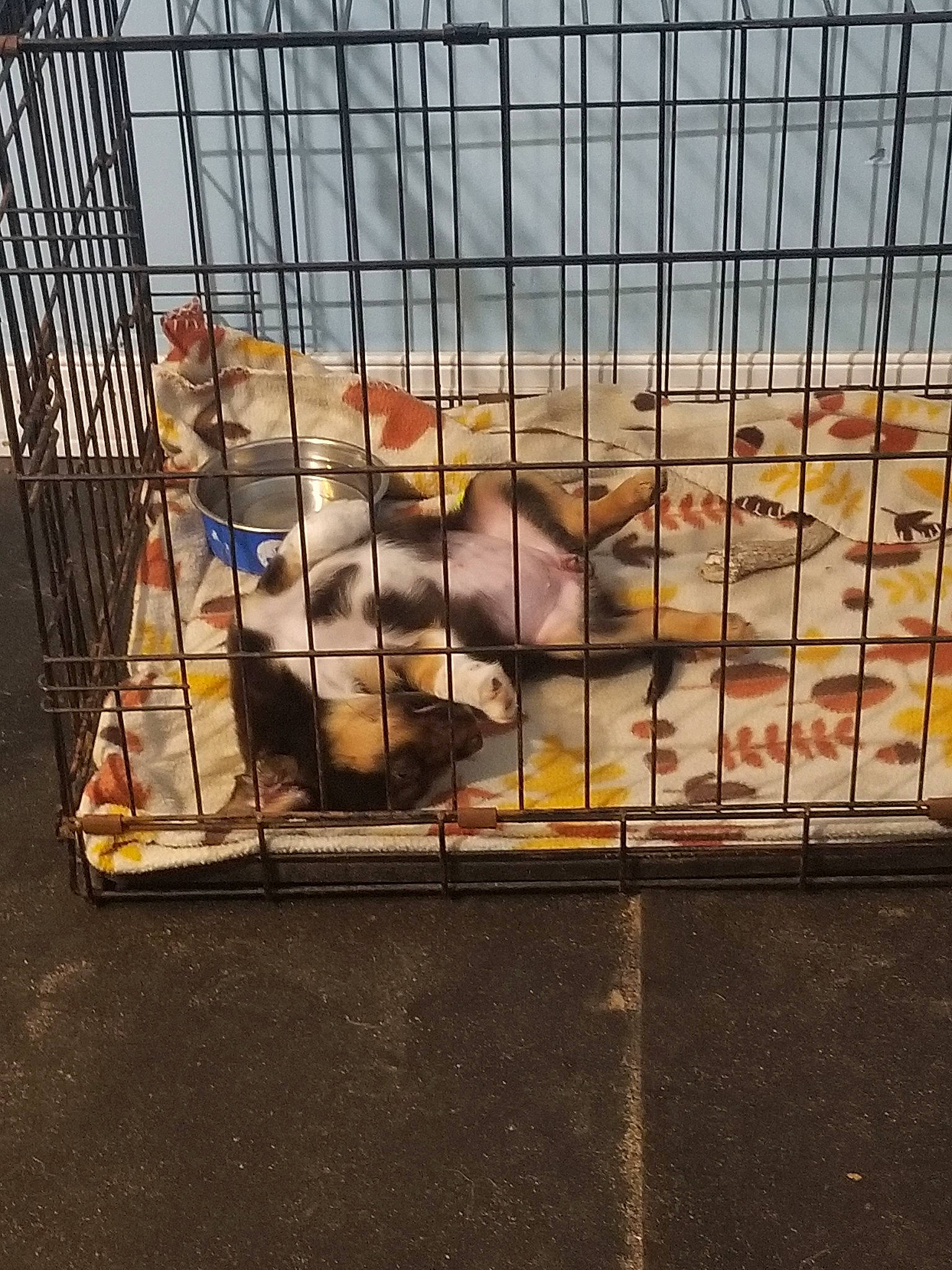 Mila Ray is registered to the contest to win money with this photo: animal_shelter, cage, dog_crate, muridae, pet_supply, rat