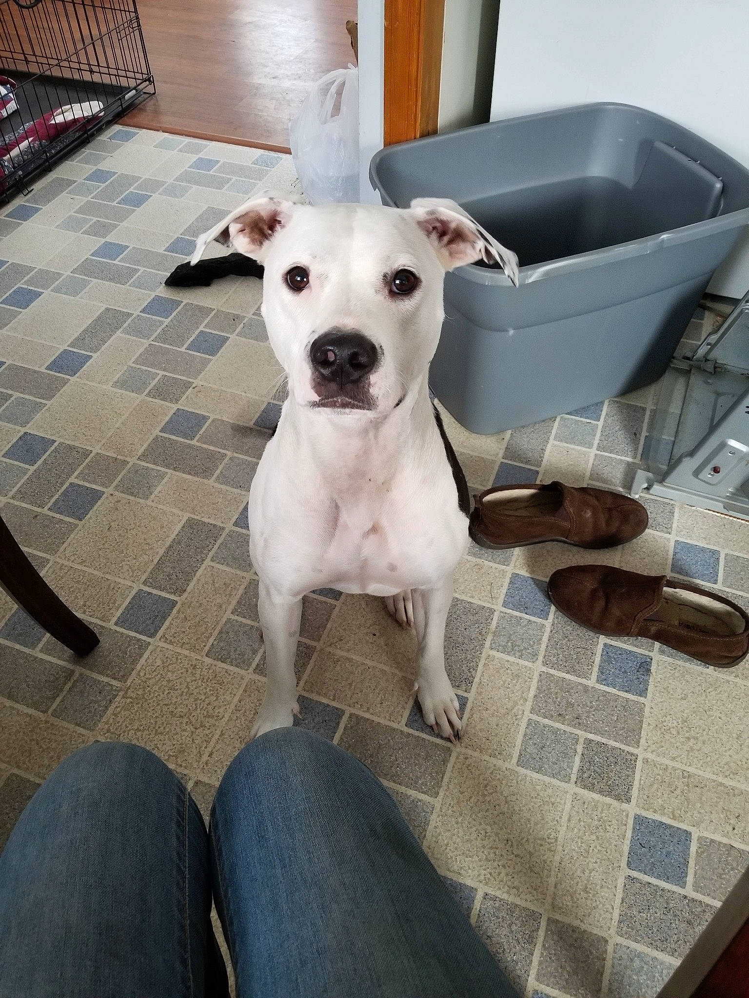 Missy Sue is registered to the contest to win money with this photo: american_bulldog, american_pit_bull_terrier, canidae, carnivore, companion_dog, dog, dog_breed, dogo_argentino, dogo_guatemalteco, ear, fawn, mammal, non_sporting_group, pit_bull, puppy, rare_breed_dog, snout, staffordshire_bull_terrier, tail, vertebrate