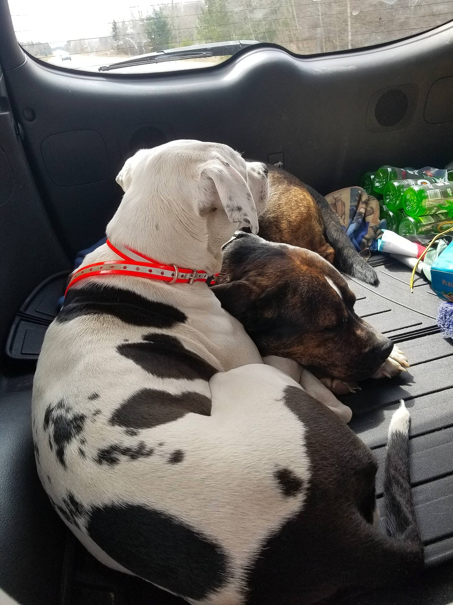 Missy Sue joined the competition — help win amazing prizes! american_bulldog, canidae, carnivore, companion_dog, dalmatian, dog, dog_breed, fawn, great_dane, guard_dog, mammal, non_sporting_group, pit_bull, puppy, snout, sporting_group, working_dog