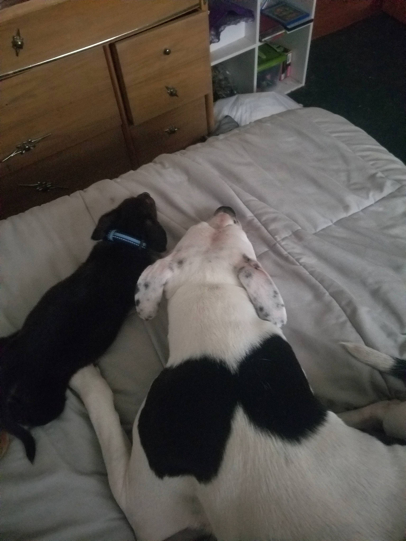 Missy Sue is registered to the contest to win money with this photo: canidae, carnivore, companion_dog, danish_swedish_farmdog, dog, dog_breed, fox_terrier, pointer, sporting_group, tail