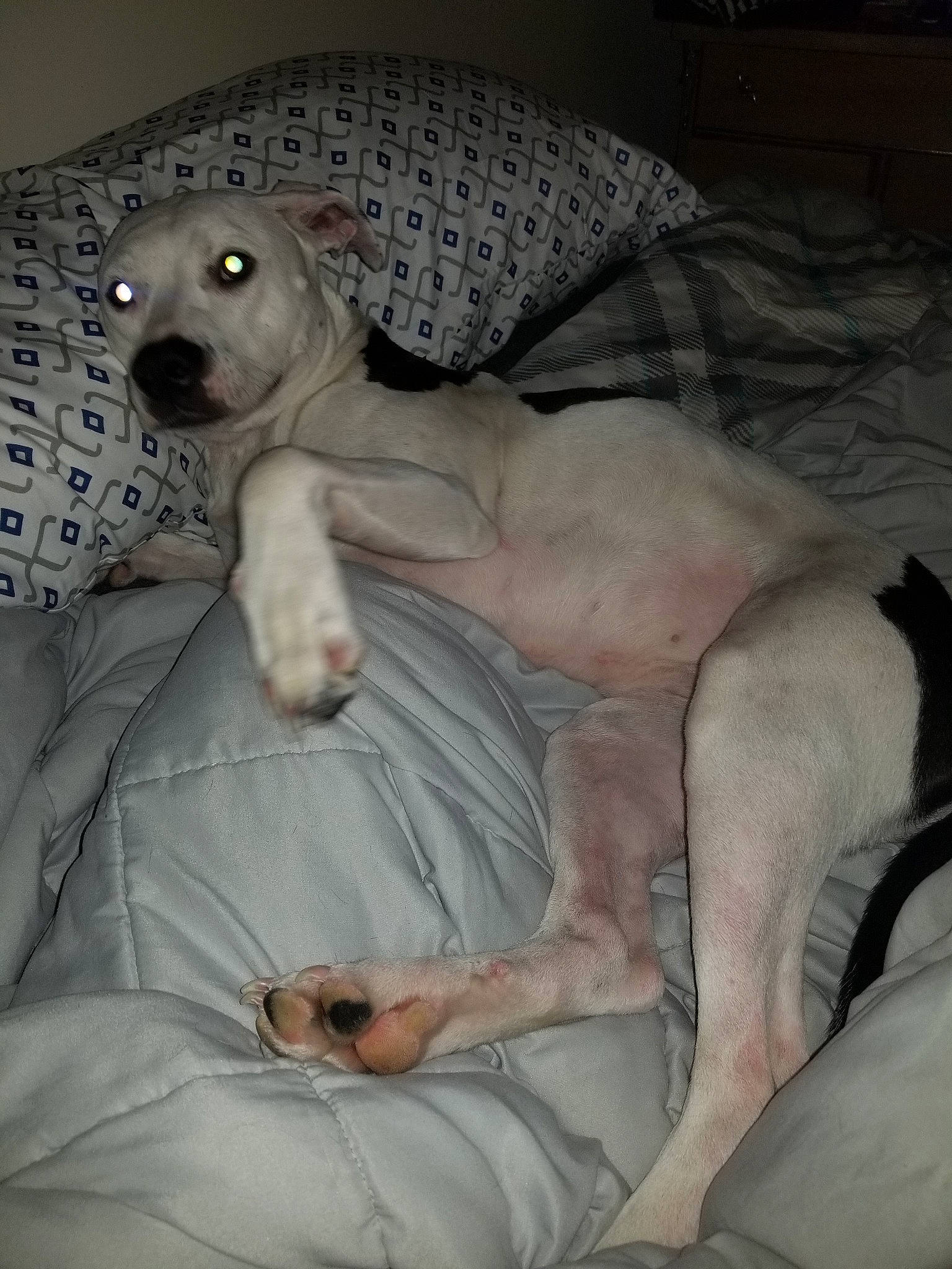 Missy Sue is registered to the contest to win money with this photo: canidae, carnivore, companion_dog, dog, dog_breed, dogo_argentino, mammal, non_sporting_group, sporting_group, vertebrate