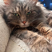 Shadow a rejoint le concours — aidez-le/la à gagner de superbes lots ! cat, fluffy, gray_tabby, green_eyes, paws, close_up, texture, fabric, indoor, cozy, resting, pet, feline, soft_lighting, blurred_background, relaxed, whiskers, ears, focus, comfortable
