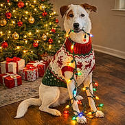Kaia is registered to the contest to win money with this photo: celebration, christmas_lights, christmas_tree, cozy, cute, decorations, dog, festive, festive_atmosphere, gift_boxes, holiday_season, holiday_sweater, indoor, pets, red_and_green, sitting, tangled_lights, warm_lighting, white_dog, wooden_floor