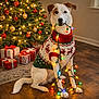 celebration, christmas_lights, christmas_tree, cozy, cute, decorations, dog, festive, festive_atmosphere, gift_boxes, holiday_season, holiday_sweater, indoor, pets, red_and_green, sitting, tangled_lights, warm_lighting, white_dog, wooden_floor
