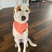 Kaia joined the competition — help win amazing prizes! dog, bandana, orange, checkered, indoor, wooden_floor, pet, sitting, calm, animal, fur, ears, tail, flooring, house, door, vent, cabinet, natural_light, looking_away