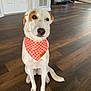 dog, bandana, orange, checkered, indoor, wooden_floor, pet, sitting, calm, animal, fur, ears, tail, flooring, house, door, vent, cabinet, natural_light, looking_away