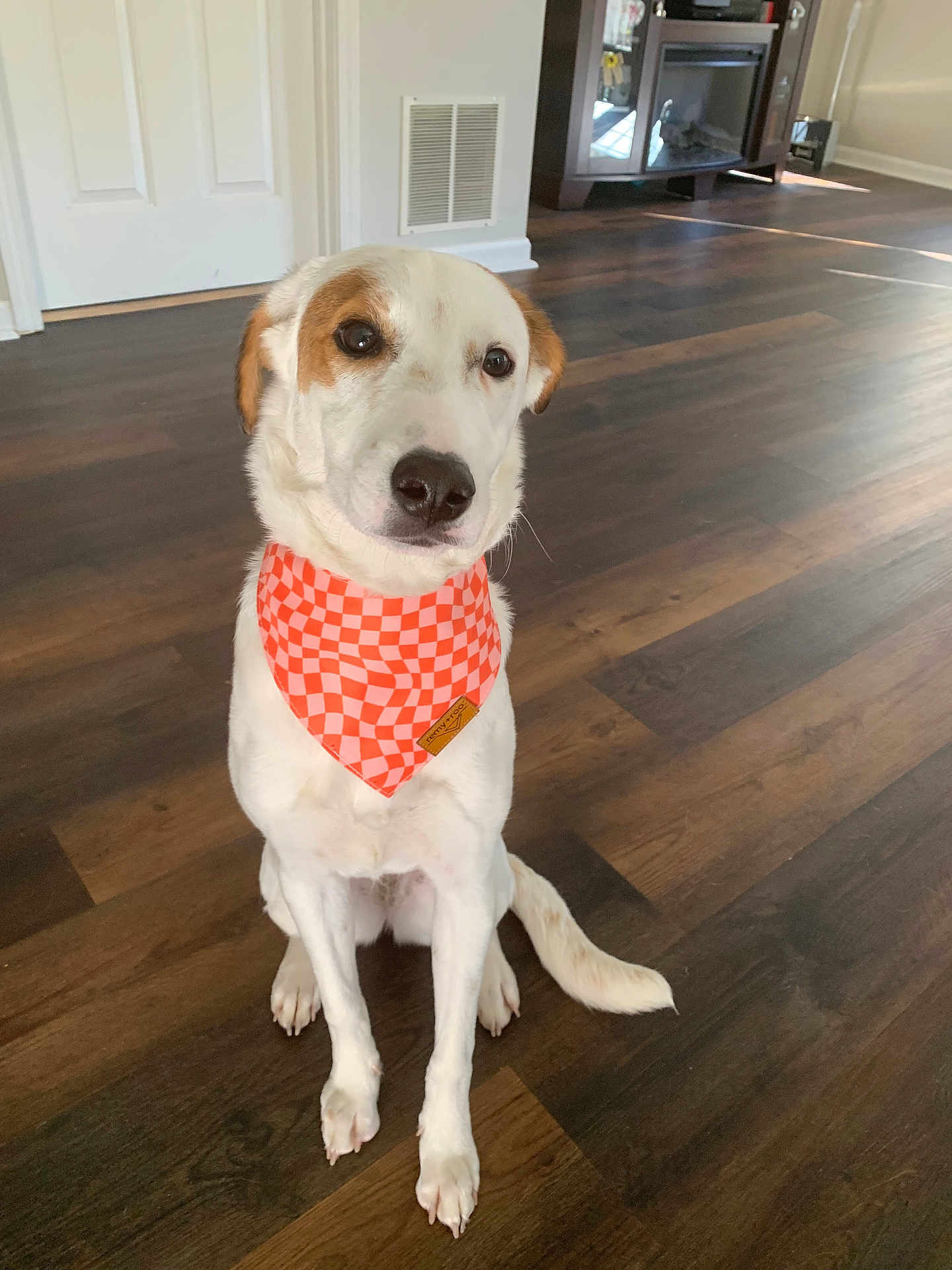 Kaia joined the competition — help win amazing prizes! dog, bandana, orange, checkered, indoor, wooden_floor, pet, sitting, calm, animal, fur, ears, tail, flooring, house, door, vent, cabinet, natural_light, looking_away