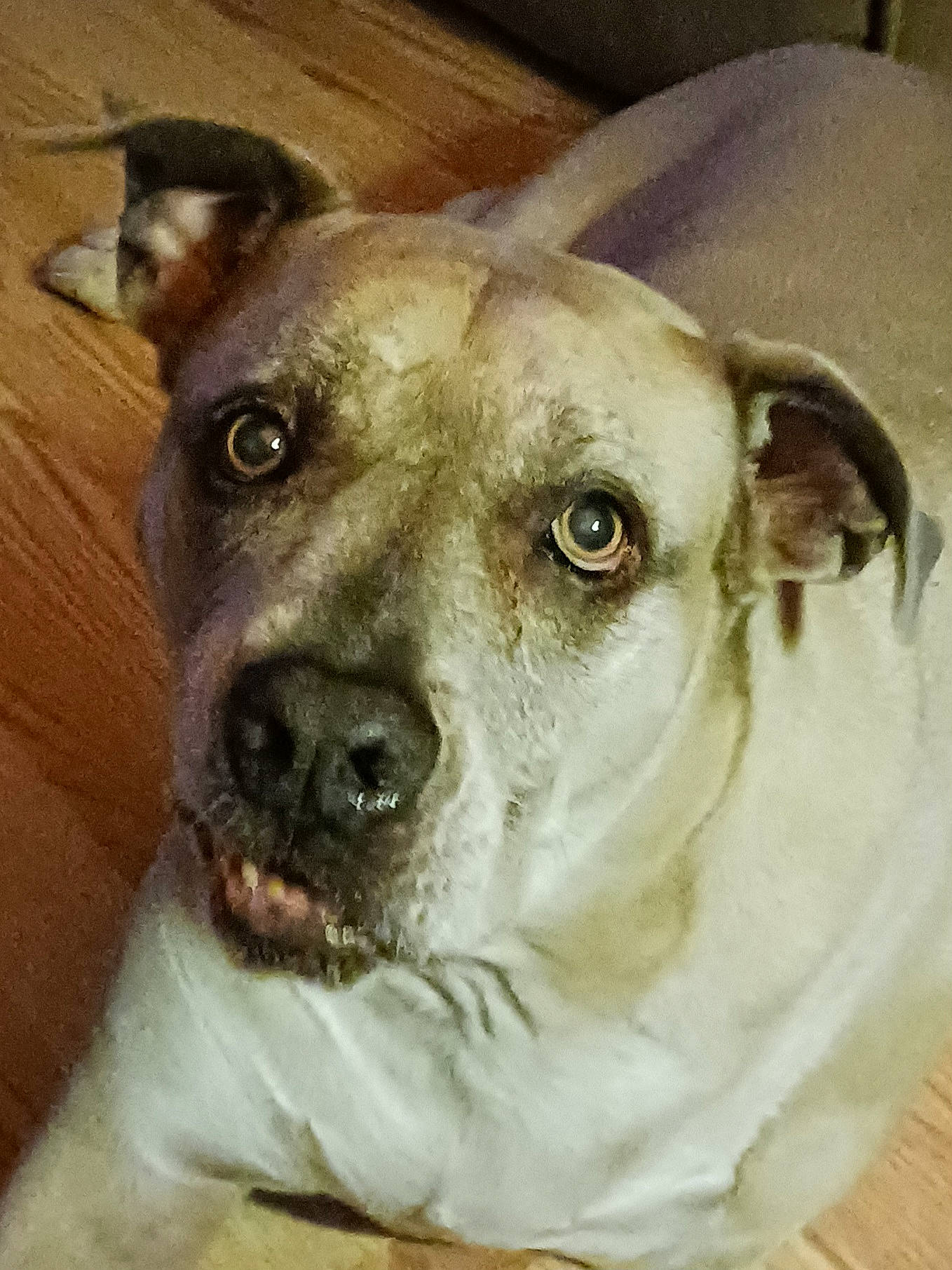 Cash joined the competition — help win amazing prizes! ancient_dog_breeds, canidae, carnivore, collar, companion_dog, dog, dog_breed, dog_collar, fawn, giant_dog_breed, guard_dog, metal, non_sporting_group, sighthound, snout, sporting_group, terrestrial_animal, whiskers, working_animal