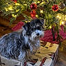 Pixie is registered to the contest to win money with this photo: dog, christmas_tree, christmas_lights, ornaments, gift_box, holiday, festive, wood_floor, decorations, indoor, pet, wrapped_present, fur, small_dog, tree_skirt, holiday_season, celebration, cozy, animal, christmas