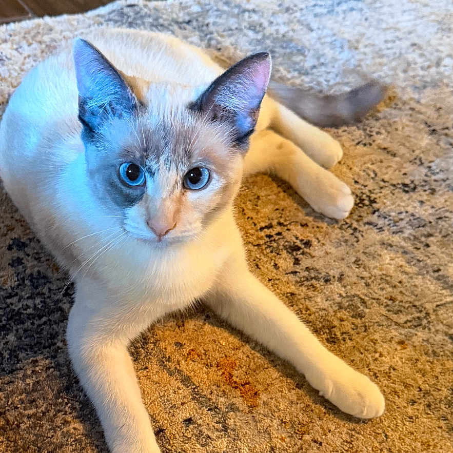 Stormy joined the competition — help win amazing prizes! abyssinian, accessories, animal, cat, hardwood, kitten, manx, pet, plywood, siamese, strap, wood