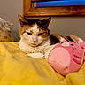Annabelle is registered to the contest to win money with this photo: cat, calico_cat, plush_toy, yellow_blanket, indoor, cozy, resting, animal, pet, cute, soft_toy, wooden_frame, bedroom, feline, domestic_animal, close_up, relaxed, background_blur, sleepy, warm_lighting