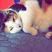 Annabelle is registered to the contest to win money with this photo: cat, calico_cat, lying_down, bedspread, quilted, indoor, resting, sleepy, feline, pet, close_up, fur, animal, colorful_background, red_wall, purple_design, cozy, relaxed, whiskers, paw