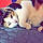 Annabelle