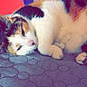 cat, calico_cat, lying_down, bedspread, quilted, indoor, resting, sleepy, feline, pet, close_up, fur, animal, colorful_background, red_wall, purple_design, cozy, relaxed, whiskers, paw